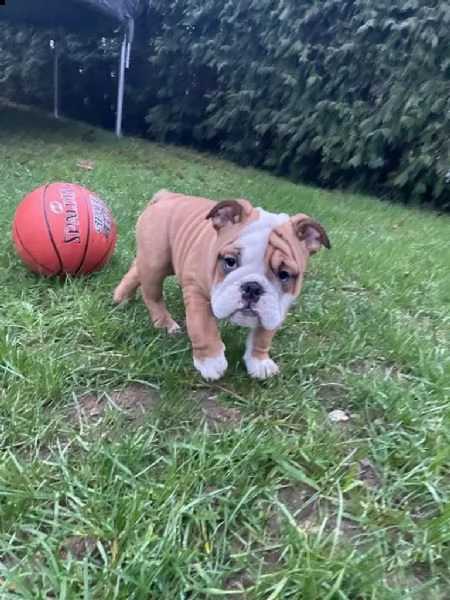 disponibili cuccioli di bulldog inglese | Foto 0