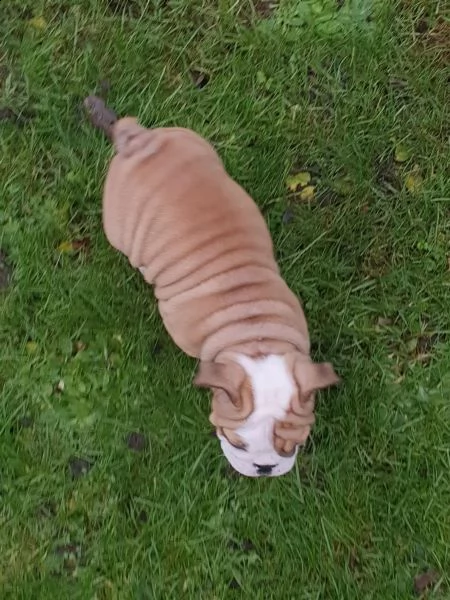 disponibili cuccioli di bulldog inglese