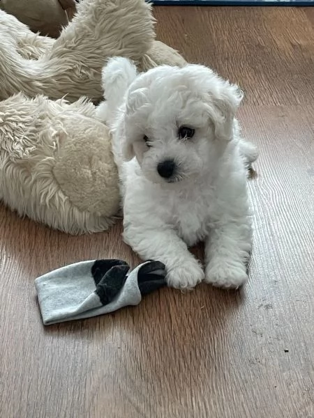 cuccioli di bichon frise di 90 giorni | Foto 0