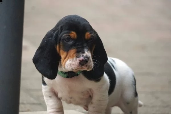 splendidi cuccioli di bassethound | Foto 3