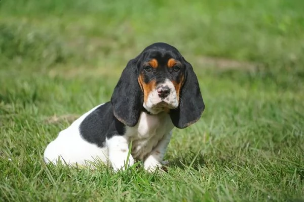 splendidi cuccioli di bassethound | Foto 2