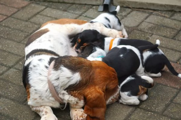 splendidi cuccioli di bassethound | Foto 1