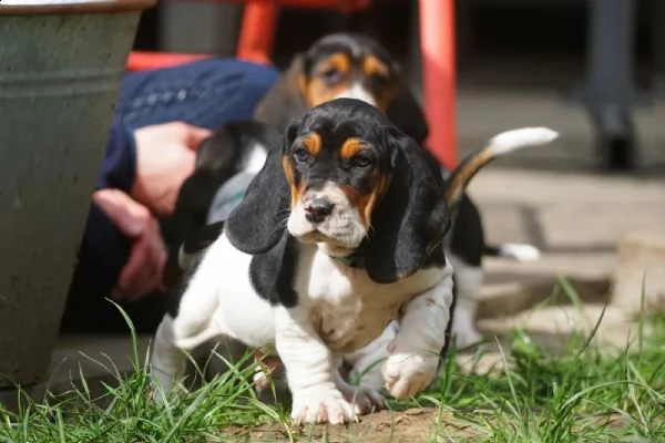splendidi cuccioli di bassethound | Foto 0