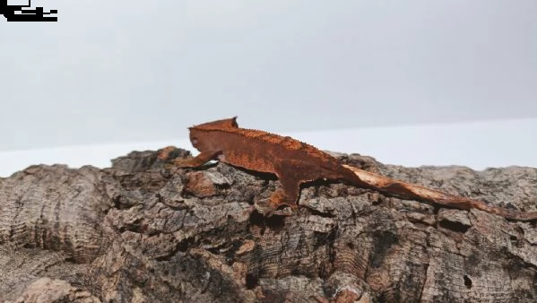 ciliatus  | Foto 0