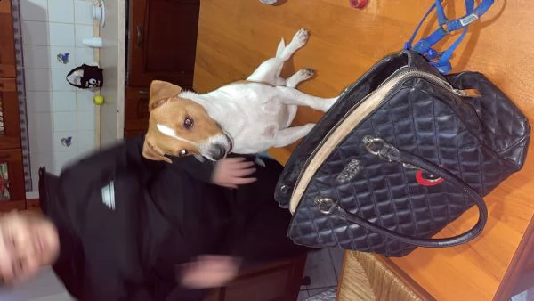 vendo jack russell per motivi d spostamento d lavoro ha 3 anni e molto dolce e buono  