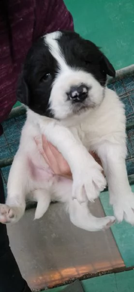 tre cuccioli cercano casa (adozione)