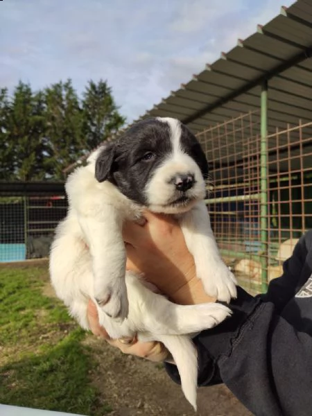 tre cuccioli cercano casa (adozione) | Foto 6