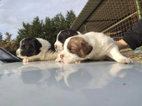 tre cuccioli cercano casa (adozione) | Foto 5