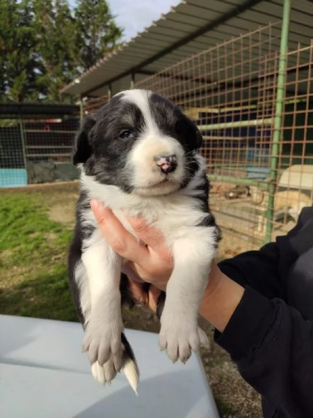 tre cuccioli cercano casa (adozione) | Foto 4