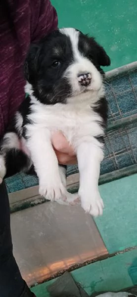 tre cuccioli cercano casa (adozione) | Foto 3