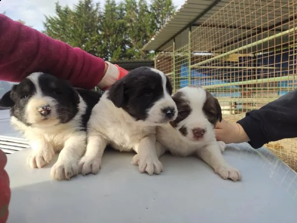 tre cuccioli cercano casa (adozione) | Foto 2