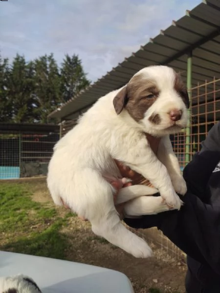 tre cuccioli cercano casa (adozione) | Foto 1
