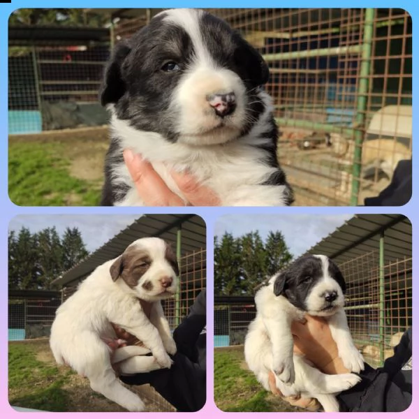 tre cuccioli cercano casa (adozione) | Foto 0