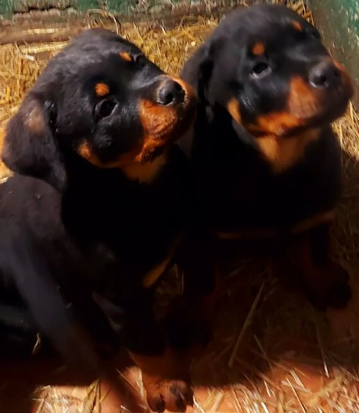 cuccioli rottweiler enci fci  | Foto 6