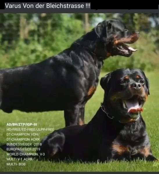 cuccioli rottweiler enci fci  | Foto 5
