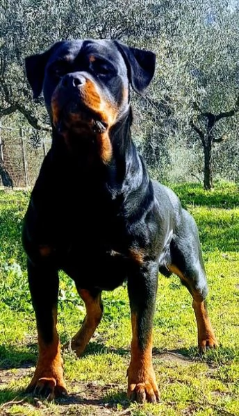 cuccioli rottweiler enci fci  | Foto 4