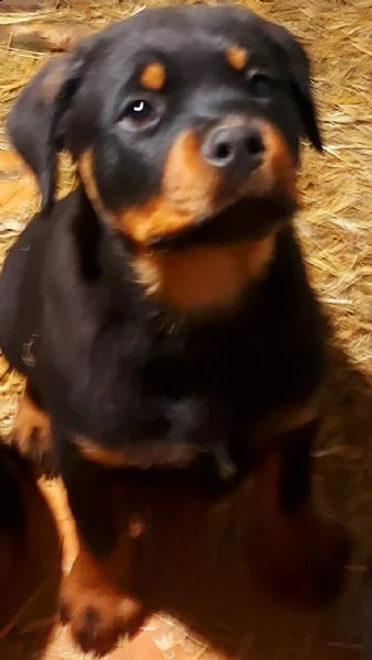 cuccioli rottweiler enci fci  | Foto 3