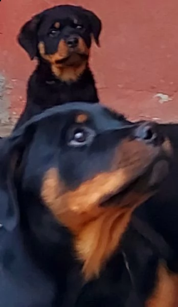 cuccioli rottweiler enci fci 