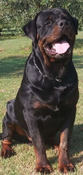 cuccioli rottweiler enci fci  | Foto 2