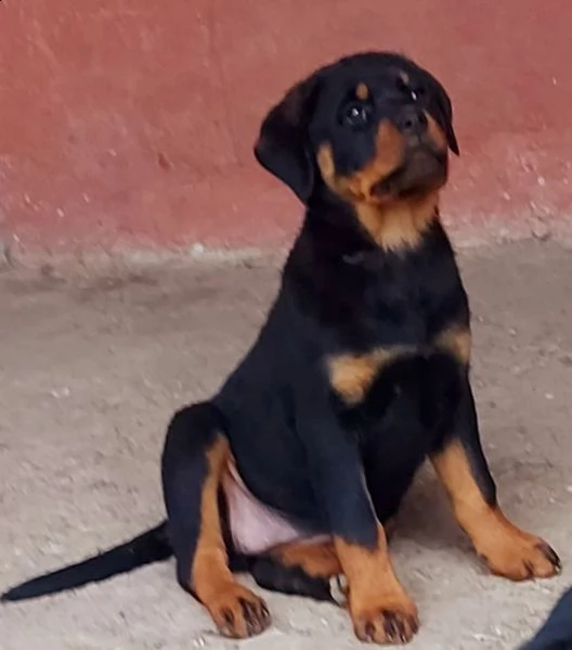 cuccioli rottweiler enci fci  | Foto 1