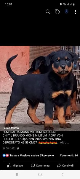 cuccioli rottweiler enci fci  | Foto 0