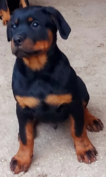  allevamento rottweiler  | Foto 6