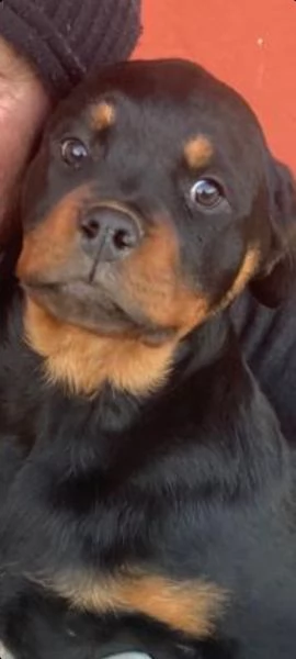  allevamento rottweiler  | Foto 5
