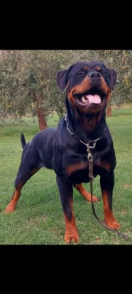  allevamento rottweiler  | Foto 4