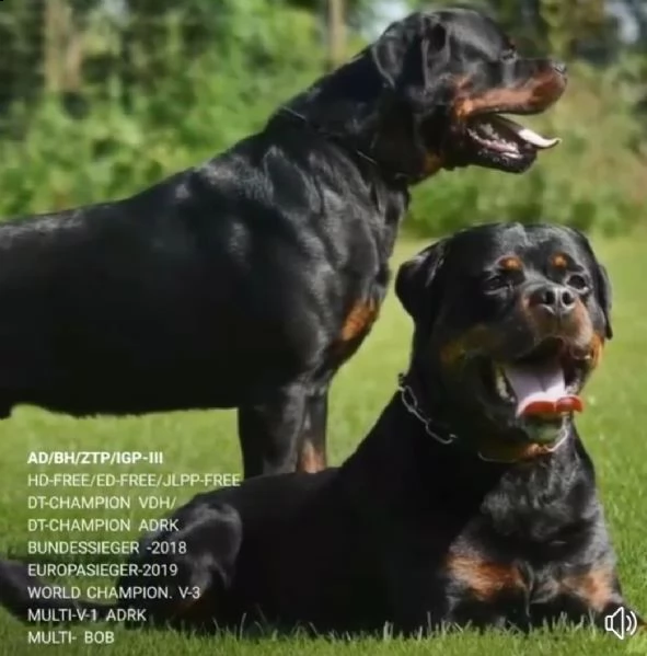  allevamento rottweiler  | Foto 3