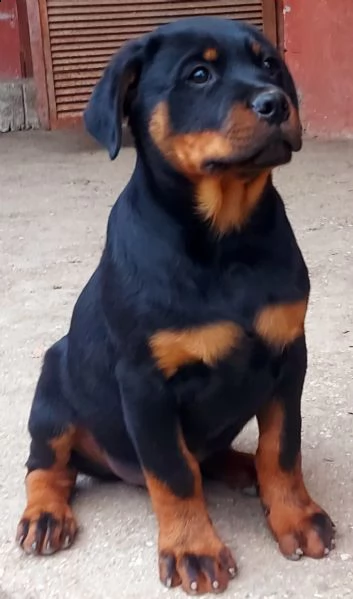  allevamento rottweiler  | Foto 2
