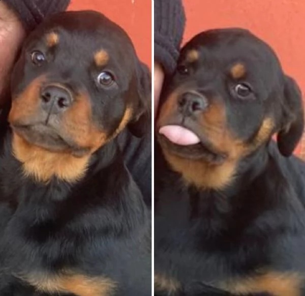  allevamento rottweiler 