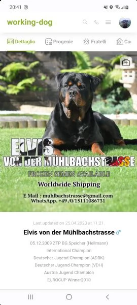  allevamento rottweiler  | Foto 1