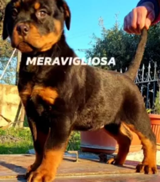  allevamento rottweiler  | Foto 0