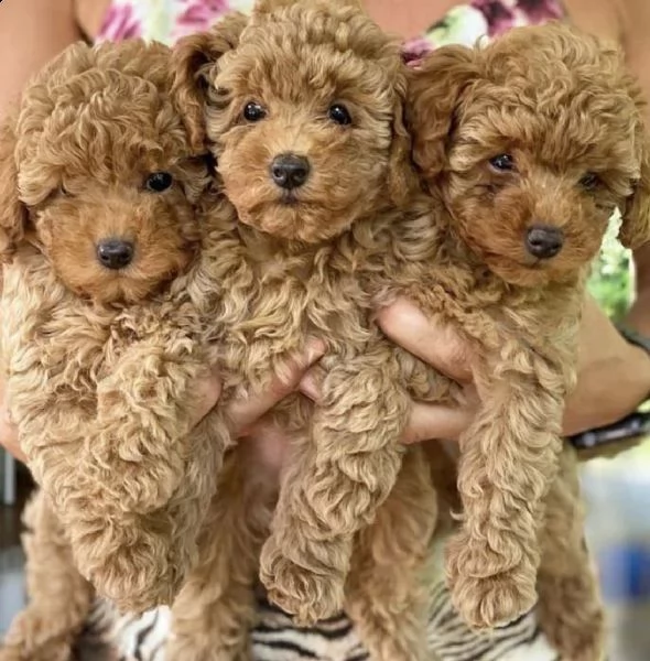 regalo cucciola di barboncino mini albicocca