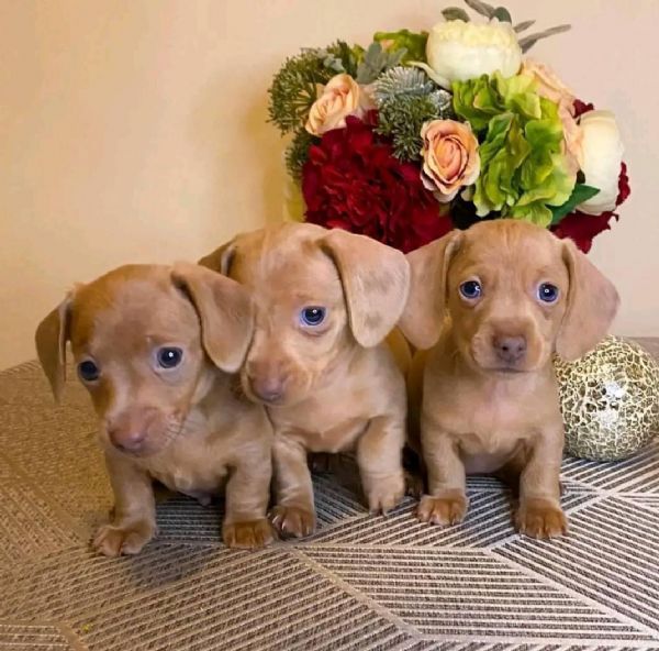Regalo Pinscher da Privato a BarlettaAndriaTrani regalo cuccioli bellissimi e dolcissimi di