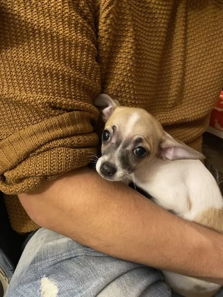 2 cuccioli  1  maschio chihuahua e 1 femmina | Foto 1