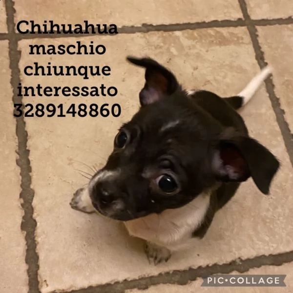 2 cuccioli  1  maschio chihuahua e 1 femmina