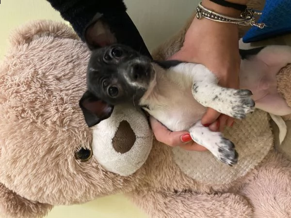 2 cuccioli  1  maschio chihuahua e 1 femmina | Foto 0