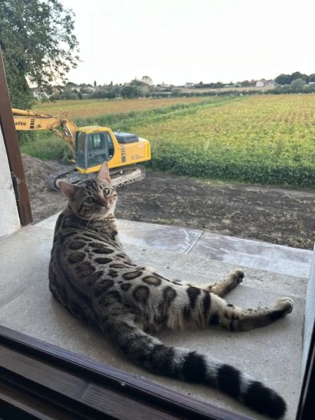 Bengala maschio monte