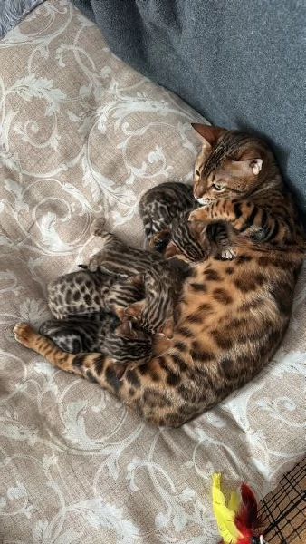 Cuccioli bengala  | Foto 4