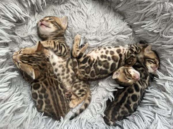 Cuccioli bengala  | Foto 3