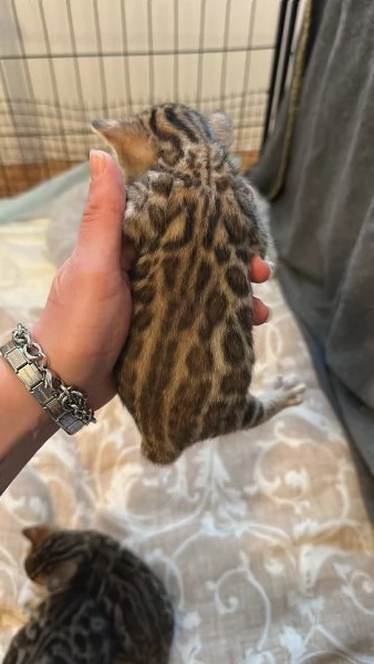 Cuccioli bengala  | Foto 1