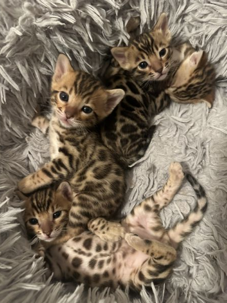 Cuccioli bengala  | Foto 0