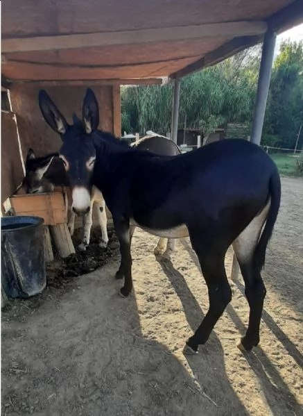 coppia di asini maschio amiatino femmina ragusana