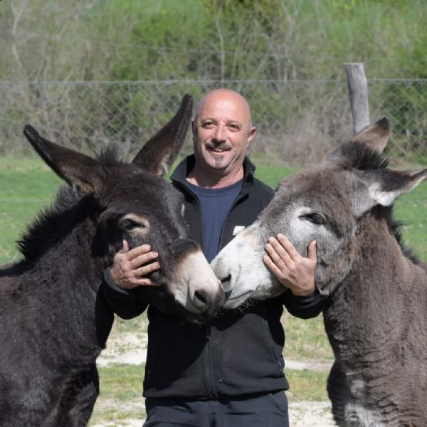 coppia di asini maschio amiatino femmina ragusana | Foto 2