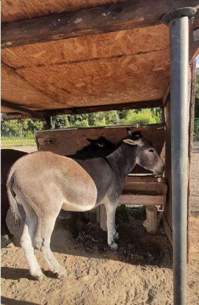 coppia di asini maschio amiatino femmina ragusana | Foto 1