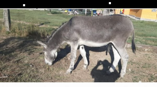 coppia di asini maschio amiatino femmina ragusana | Foto 0