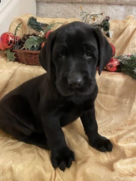 regalo bello labrador  cuccioli maschi e femmine 
