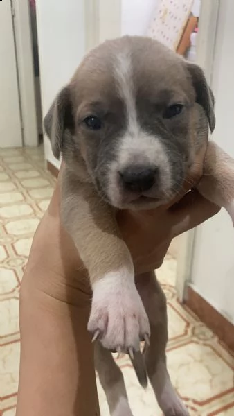 cuccioli di amstaff/labrador | Foto 6