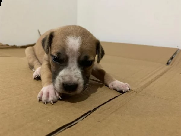 cuccioli di amstaff/labrador